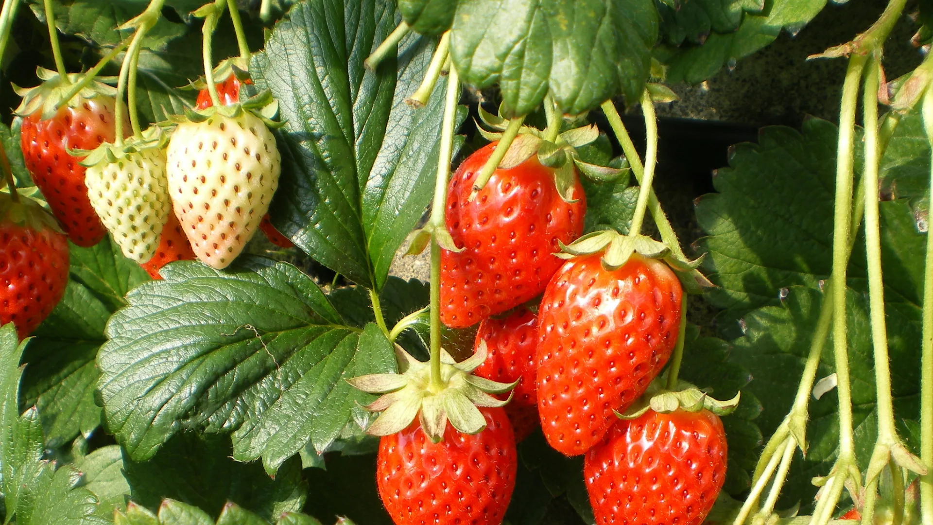 久能のいちご狩り