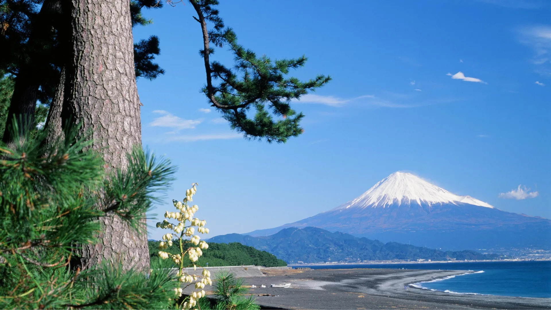 富士山と桜の風景