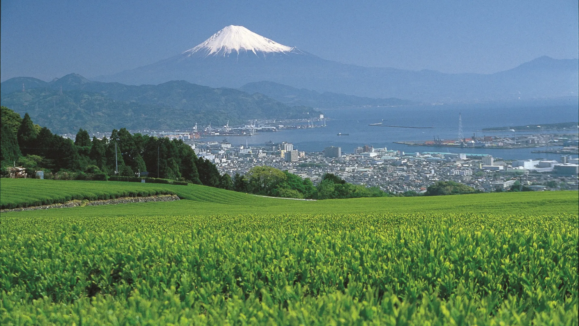 富士山と桜並木